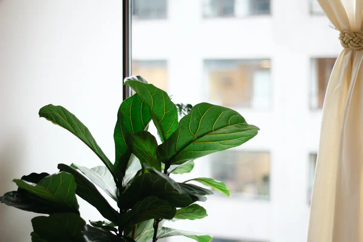 Close-up of green leafy plant in Carrie's office